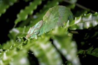 Squishy bihorn chameleon (Kinyongia matschiei), juvenile male, chameleon on a leaf at night, Amani