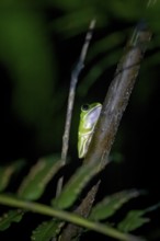 Green woodclimbing frog (Leptopelis vermiculatus) sitting on a branch, Amani Nature Forest Reserve,