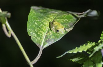 Green woodclimbing frog (Leptopelis vermiculatus) sitting on a leaf, Amani Nature Forest Reserve,
