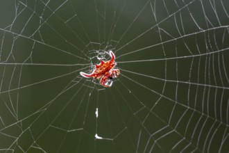Long Wing Kite Spider (Gasteracantha falcicornis) Red spider sitting in spider web, Amani Nature