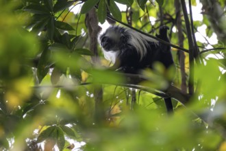 Angola colobus (Colobus angolensis palliatus), sitting among leaves in a tree, Amani Nature Forest