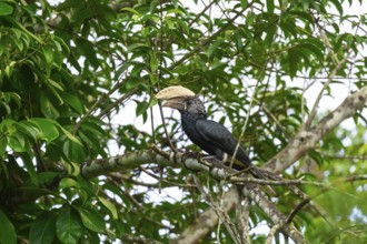 Silver-cheeked hornbird (Bycanistes brevis), adult male, horned raven sitting on a branch, Amani
