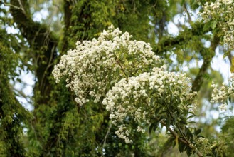 White flowering bush in rainforest, cloud forest, Amani Nature Forest Reserve, Eastern Usambara