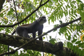 Sykes Monkey (Cercopithecus mitis neumanni) sitting among leaves in a tree, Amani Nature Forest