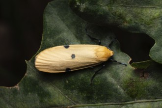 Four-spotted lichen bear (Lithosia quadra), large lichen bear, female from above on leaf,