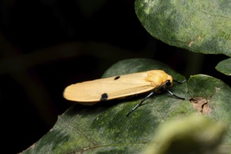 Four-spotted lichen bear (Lithosia quadra), large lichen bear, female from side to leaf,