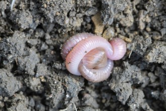 Earthworm (Lumbricidae), dormant on soil in summer, North Rhine-Westphalia, Germany