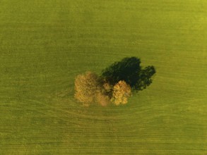 Two trees on a green meadow from a bird's eye view, long shadows, near Füssen, Allgäu, Swabia,