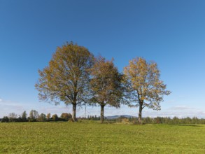 Three trees on a green meadow under a clear blue sky, near Füssen, Allgäu, Swabia, Bavaria, Germany