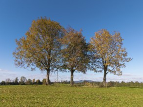 Autumn trees in a meadow with blue sky and natural peace, near Füssen, Allgäu, Swabia, Bavaria,