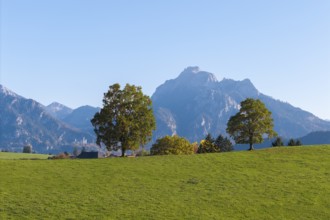 Green meadow area with trees under clear skies. Majestic mountains in the background,