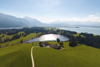 Large-scale view of hilly, wooded landscape with Hegratsried Lake and mountains, farm, near Füssen,