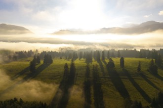 Sunlight illuminates foggy landscape with long tree shadows in a meadow, near Füssen, Allgäu,