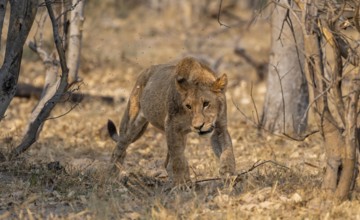 Lion (Panthera Leo), young goes, Moremi Game Reserve, Botswana