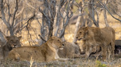 Lions (Panthera Leo), pack with young animals, Moremi Game Reserve, Botswana