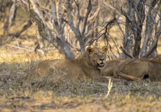 Lions (Panthera Leo) lie in shade, Moremi Game Reserve, Botswana