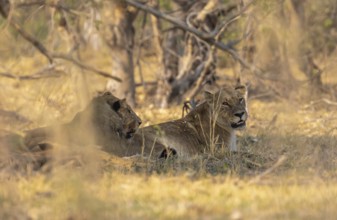 Two lions (Panthera Leo) lie in the shade, Moremi Game Reserve, Botswana