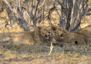 Two lions (Panthera Leo) lie in shade, juvenile male Moremi Game Reserve, Botswana