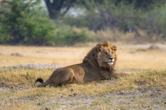 Lion (Panthera leo), adult male lying in yellow grass, Moremi Game Reserve, Botswana