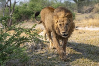 Lion (Panthera leo), adult male walking, Moremi Game Reserve, Botswana