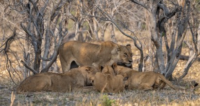 Lion (Panthera Leo) with kill, pack eats captured buffalo, adult female stands behind, Moremi Game