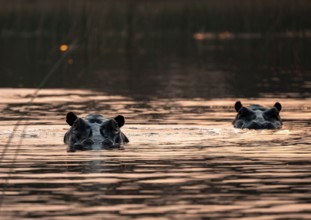 Two hippos (Hippopatamus amphibius) in the river at sunset, Thamalakane River, Okavango Delta,