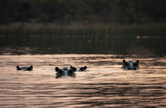 Hippos (Hippopatamus amphibius) in the river at sunset, Thamalakane River, Okavango Delta, Botswana