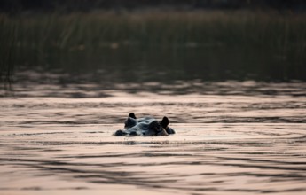 Hippopotamus (Hippopatamus amphibius) in the river at sunset, Thamalakane River, Okavango Delta,