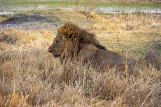 Lion (Panthera leo) adult male sitting in dry grass, Moremi Game Reserve, Botswana