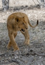 Lion (Panthera Leo), young, Moremi Game Reserve, Botswana