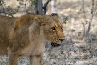 Lioness (Panthera Leo), animal portrait, Moremi Game Reserve, Botswana