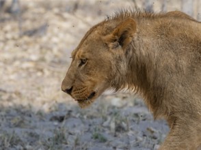 Lion (Panthera leo), juvenile male, animal portrait, Moremi Game Reserve, Botswana