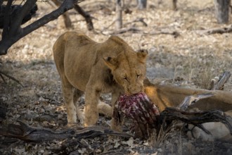 Lion (Panthera Leo) with kill, juvenile male eats the ribs of the captured buffalo, Moremi Game