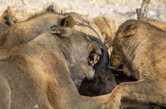 Lion (Panthera Leo) with kill, pack eats captured buffalo, lioness and young lion feed on the head