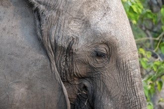 African elephant (Loxodonta africana) detail, animal portrait, Moremi Game Reserve, Botswana