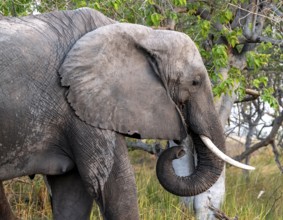 African elephant (Loxodonta africana) eating grass, animal portrait, Moremi Game Reserve, Botswana
