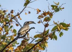 African grey hornbill (Lophoceros nasutus), adult male sitting in a tree, against a blue sky,