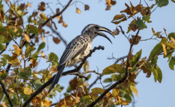 African grey hornbill (Lophoceros nasutus) with open beak, adult male sitting in a tree, against a