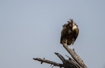 Hooded Vulture (Necrosyrtes monachus) juvenile sitting on a branch against a blue sky, Moremi Game