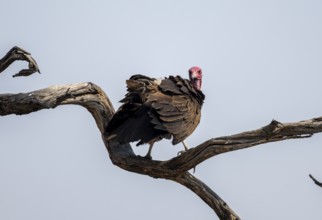 Hooded Vulture (Necrosyrtes monachus) sitting on a branch against a blue sky, Moremi Game Reserve,