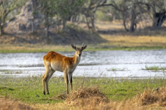 Letschwe or litchi bog antelope (Kobus leche), juvenile male, on the river, Okavango Delta, Moremi