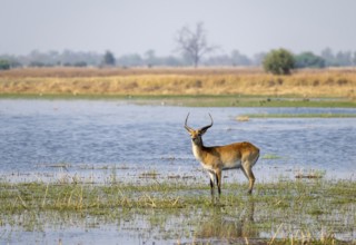 Letschwe or litchi bog antelope (Kobus leche), adult male, in the river, Okavango Delta, Moremi