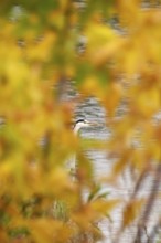 Grey heron, autumn, Germany