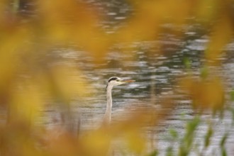Grey heron, autumn, Germany
