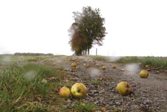 Fallen fruit, autumn time, Germany