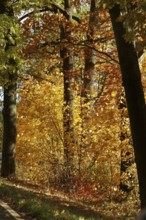 Car Road in autumn, autumn leaves, Germany