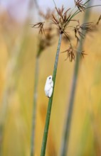 Marbled Reed Frog (Hyperolius marmoratus), white frog sitting on a papyrus, Xakanaxa Lagoon,