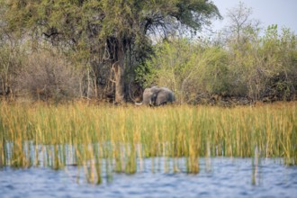 African elephant (Loxodonta africana), on the riverbank between river grass, Thamalakane River,