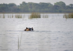 Hippopotamus (Hippopatamus amphibius) in the river, Thamalakane River, Okavango Delta, Botswana