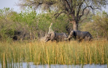 African elephant (Loxodonta africana), elephants on the riverbank between river grass, Thamalakane